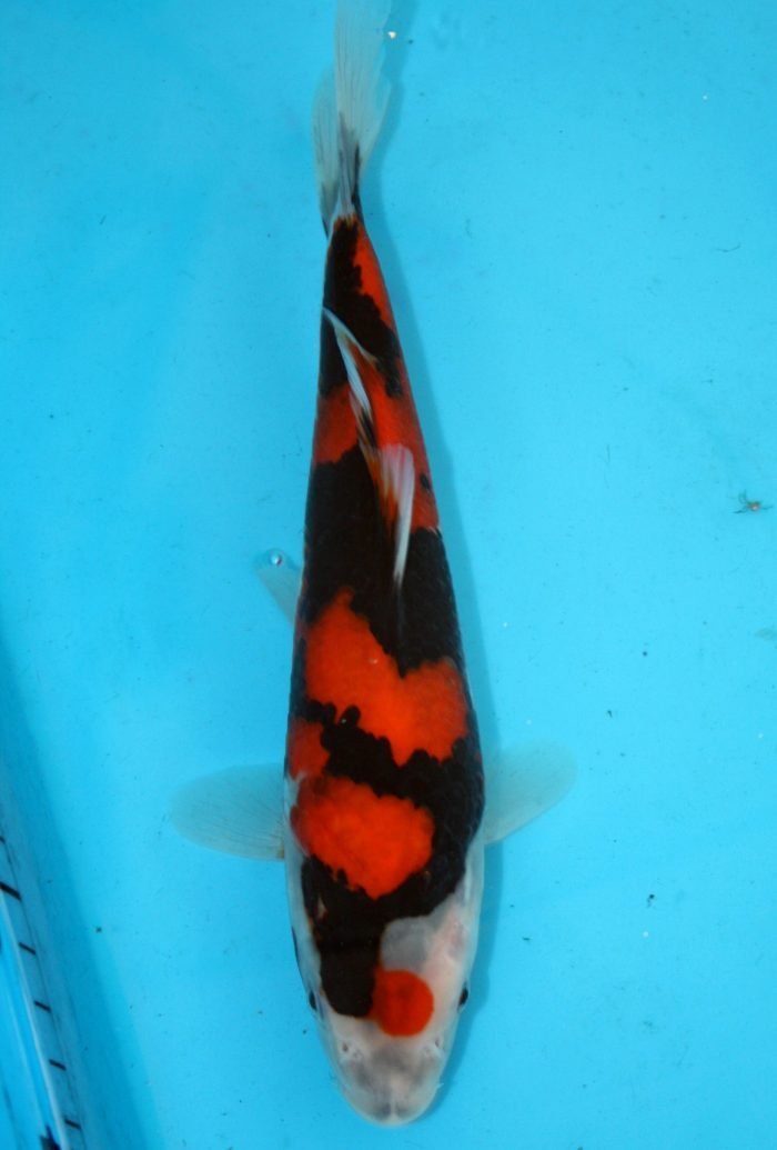 10 aardbevingen schokken Kyushu