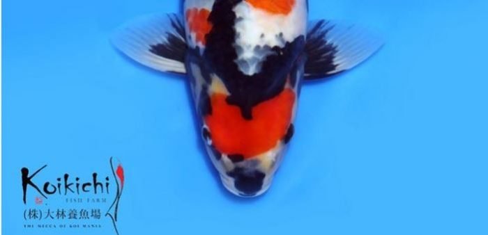 Wereld Record; Dainichi Blue Showa met 50.000 euro duurste tosai ooit geveild!