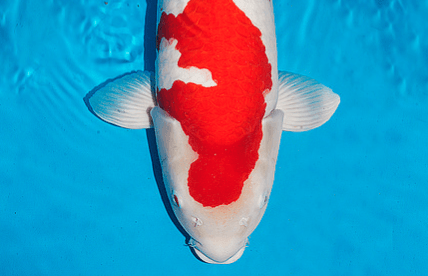 Grand Champion 1e German Young Koi Show voor Ogata Kohaku