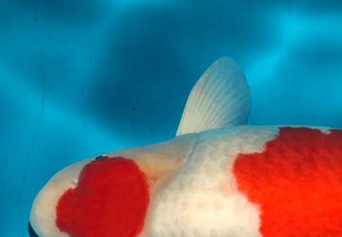 Hilde & Michel spelen ook Grand Champion European Shinkokai Koi Show 2014