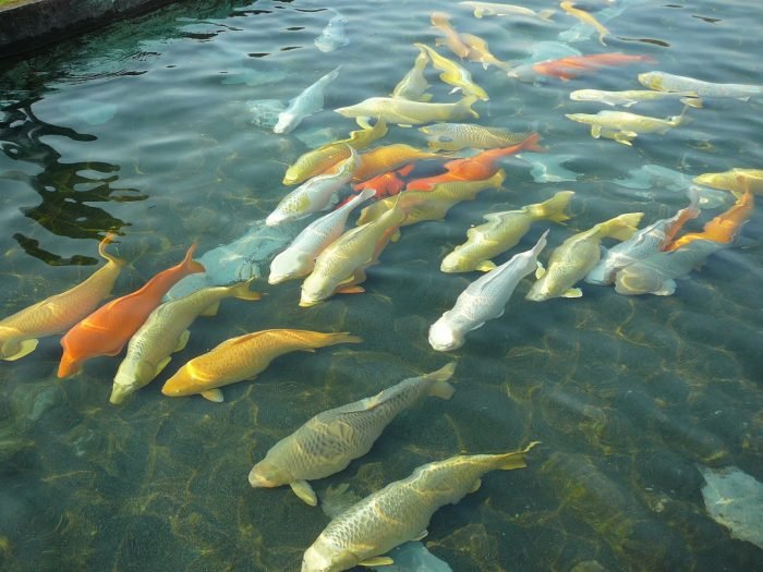 Male or Female Koi? That’s the Question!