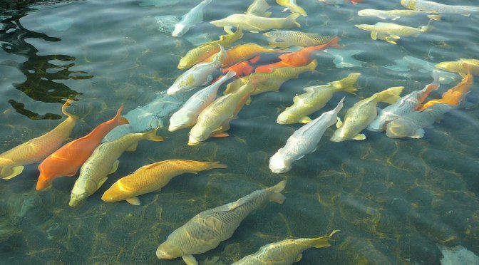 Jumbo koi bij Hirasawa