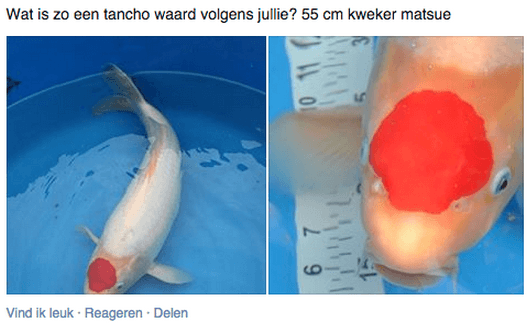 Hoeveel is mijn Koi waard?