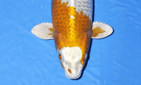 Regenboog onder de hamer op 15e Niigata Breeder Auction