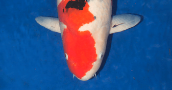 Jeroen van Keulen’s Sanke is Euregio’s Supreme Champion