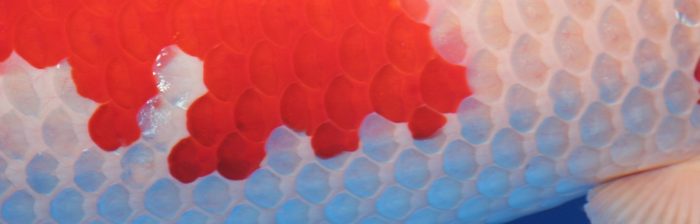 All-Japan-2016 close up Maruzome Kiwa Kohaku