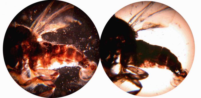 holografisch-beeld-van-microscoop