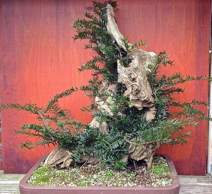 tanuki bonsai