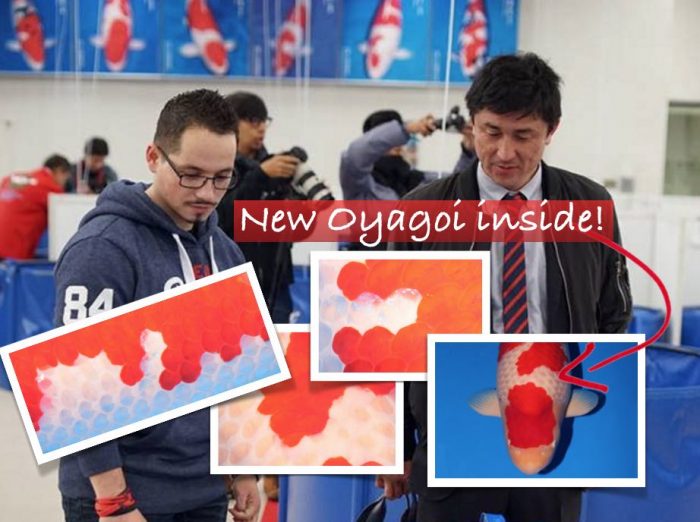 Grand Champion wordt ouderdier Dainichi Toyota New-Oyagoi-Dainichi-Toyota