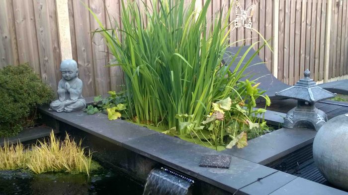 Tips aanleg plantenfilter