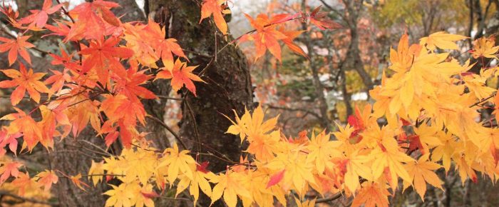 Herfstkleuren