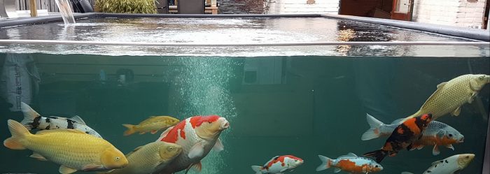 Strakke koivijvers zonder planten en een hoge bezetting lopen erg veel risico bij het uitvallen van de stroom en dus de water- en luchtpompen waardoor watercirculatie en zuurstofsaturatie risicovol afnemen