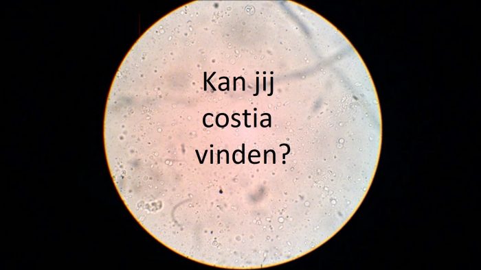 Ichtyobodo, also known as Costia