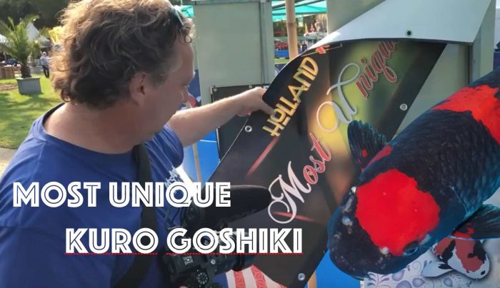 Maruten Kuro Goshiki Most Unique Holland Koi Show 2018