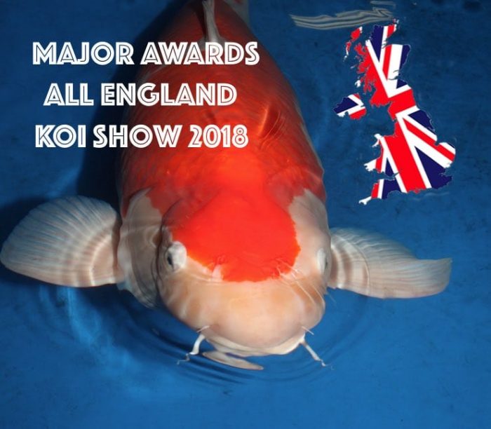 Major Awards All England Koi Show 2018