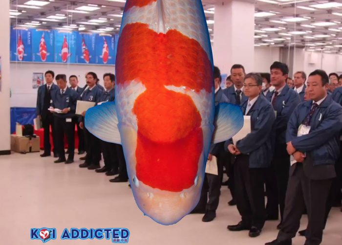 Majestueuze Mihara X Kohaku is de klinkende runner-up in Tokio