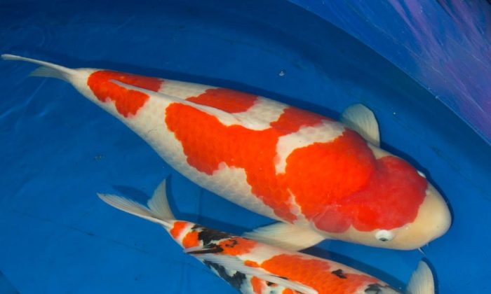 M-Sakura Grand Champion Euregio Koi Show 2019