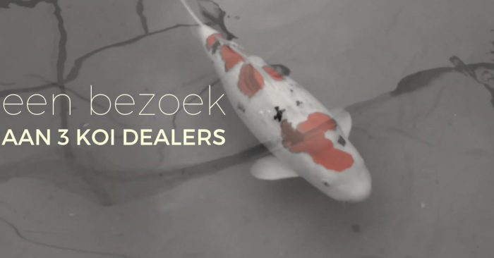Koi Freaks Drenthe verbinden hobbyisten in het echie (net als vroeger)