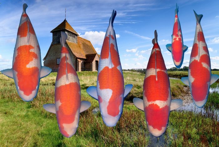 Kohaku rules Engeland! Major Awards All England Koi Show 2019
