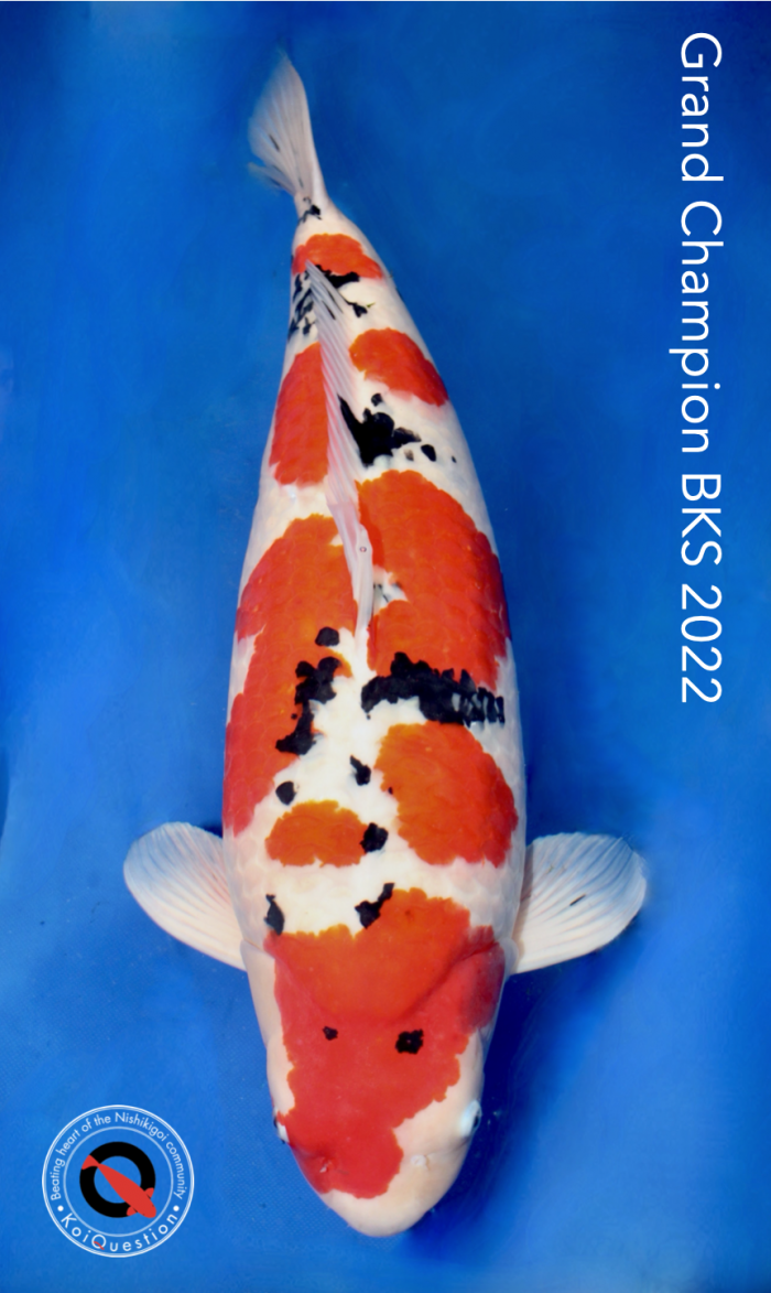 Grand Champion Belgian ZNA Koi Show 2022 by Filip Poppe