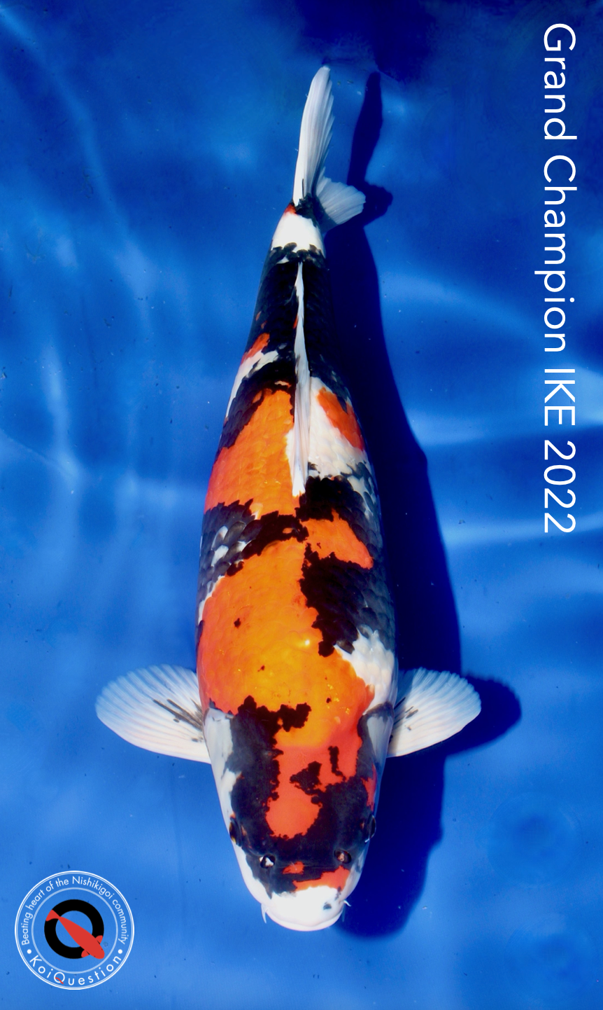 Grand Champion Italian Koi Expo 2022 - Stefano Rivola Koi Italy