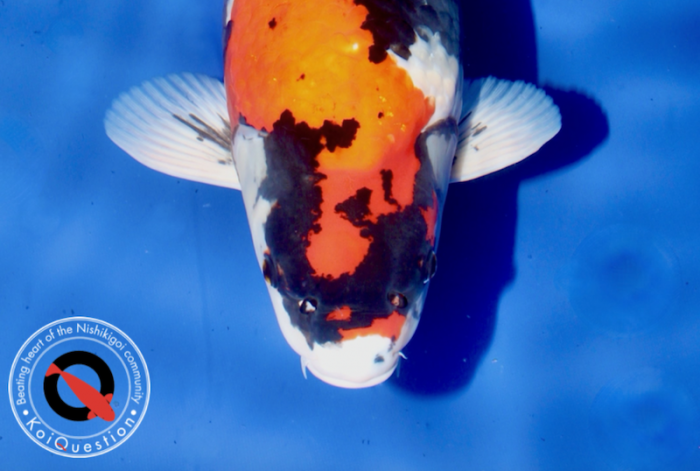 Grand Champion Showa Italian Koi Expo 2022 - Stefano Rivola Koi Italia