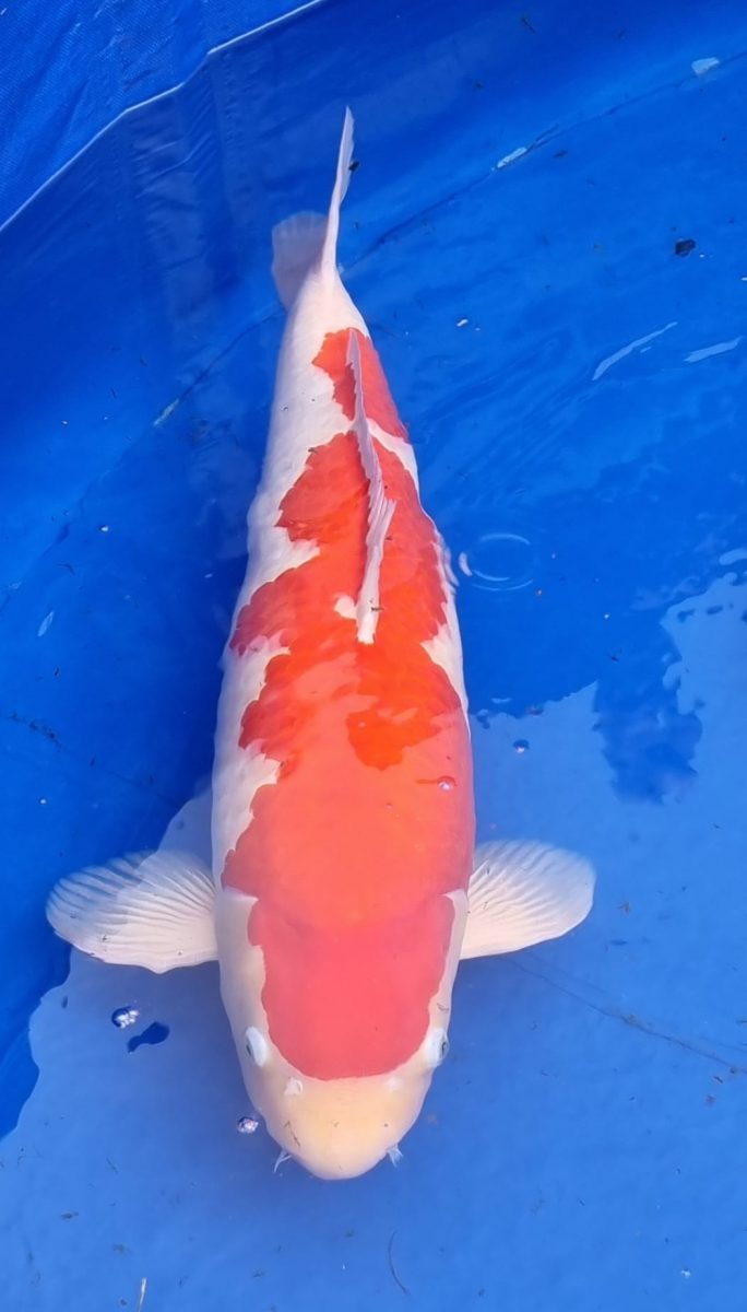 Grand Champion Kohaku Koi Show Westland 2022 bred by Tamaura, handled by Chikarakoi, owned by Rick Veldhoven