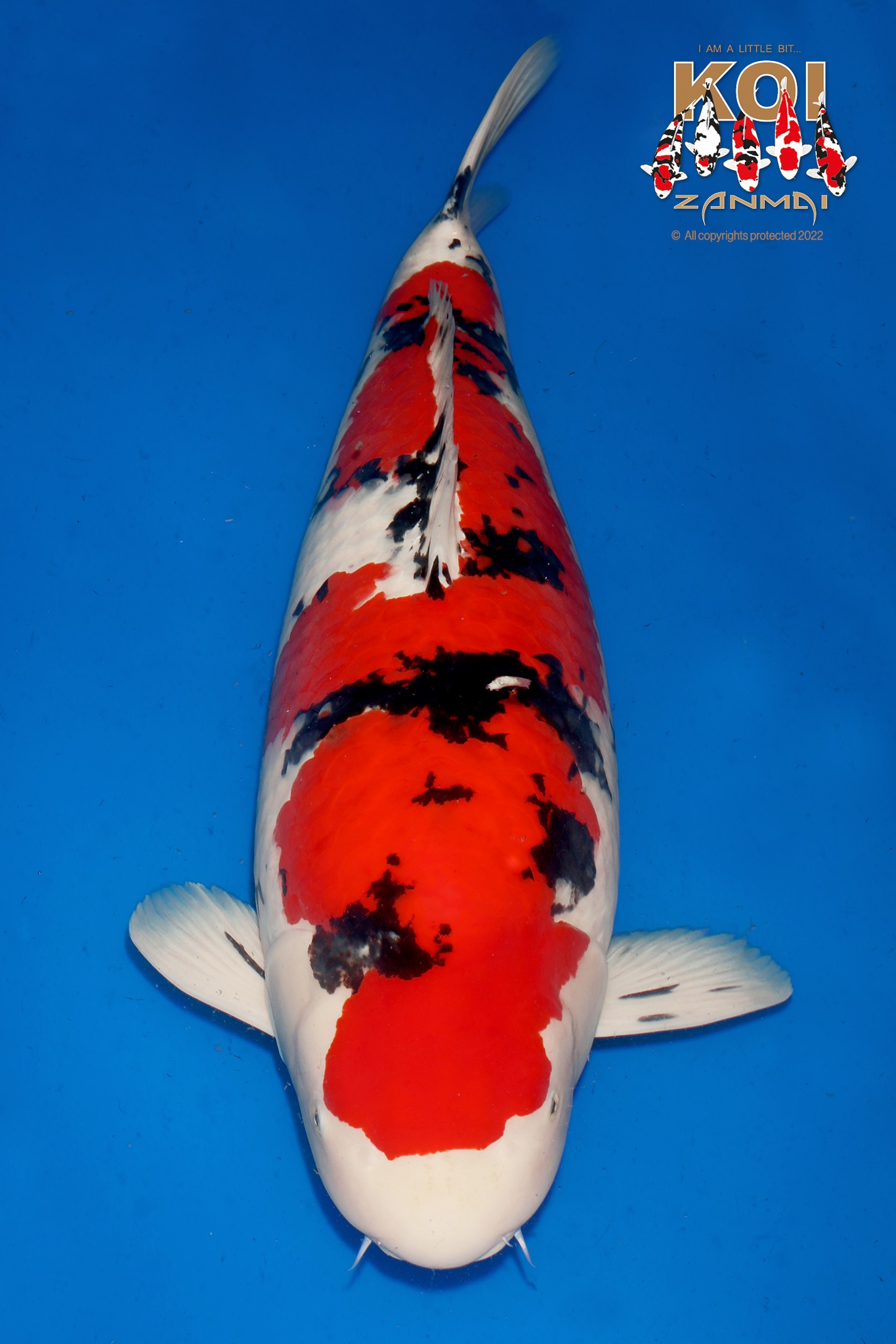 Grand Champion All England Koi Show 2022