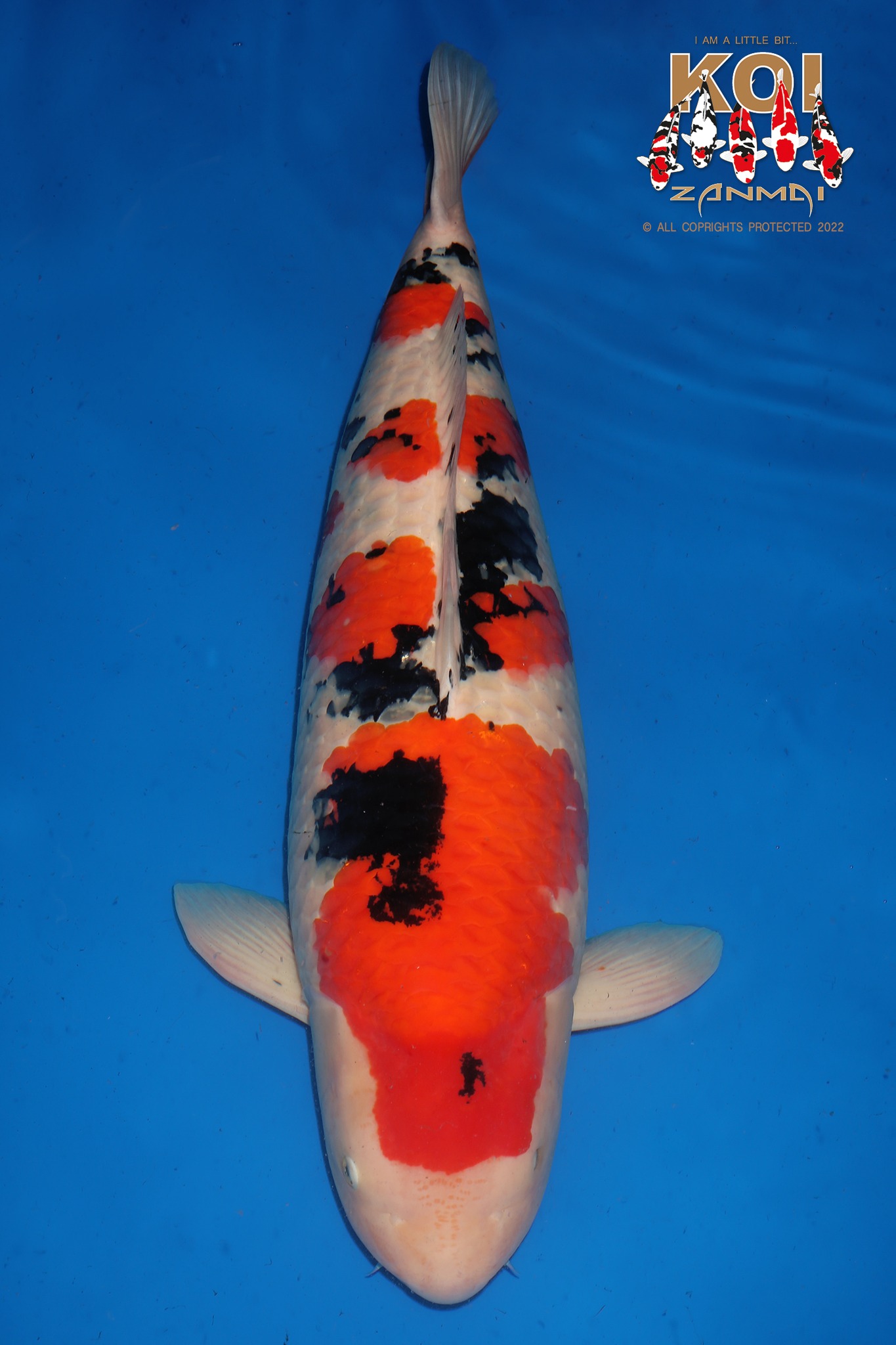 Supreme Champion All England Koi Show 2022