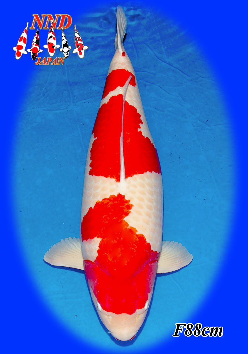 Deze NND Kohaku levert ook een trotse Fuji Oomo op