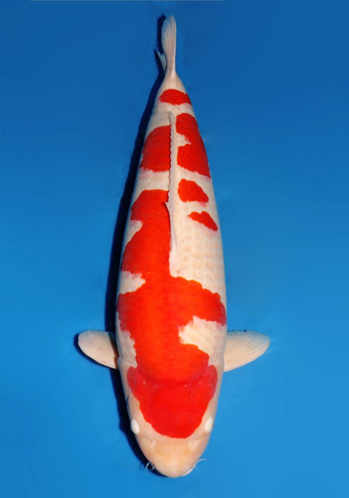 Dainichi zegeviert met New MiharaX Kohaku op Nogyosai 2022 Grand Champion Nogyosai Koi Show 2022 Dainichi Kohaku