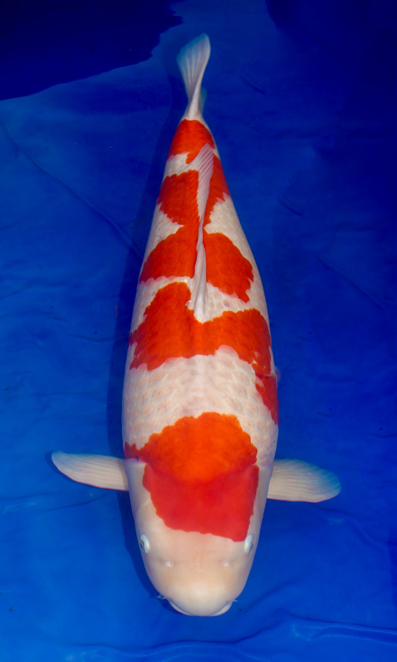 Supreme Champion European Koi show 2024 owned by Rob van der Hulst