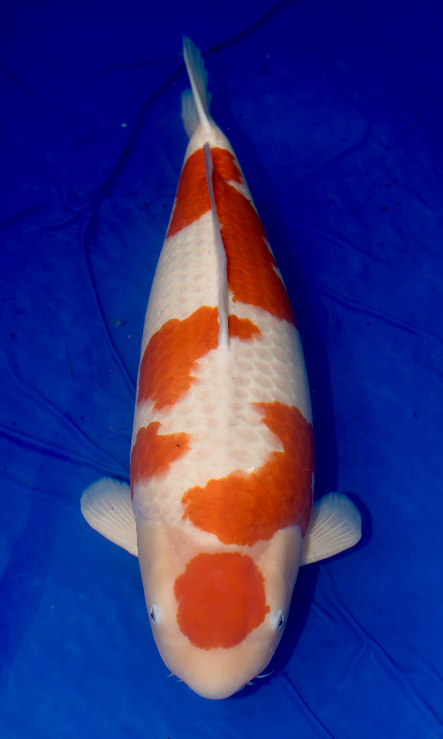 Mature Champion European Koi Show 2024 owned by Rob van der Hulst