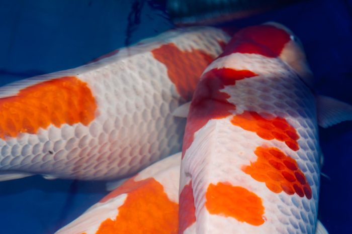 Grand Champion vat Rob van der hulst European koi Show