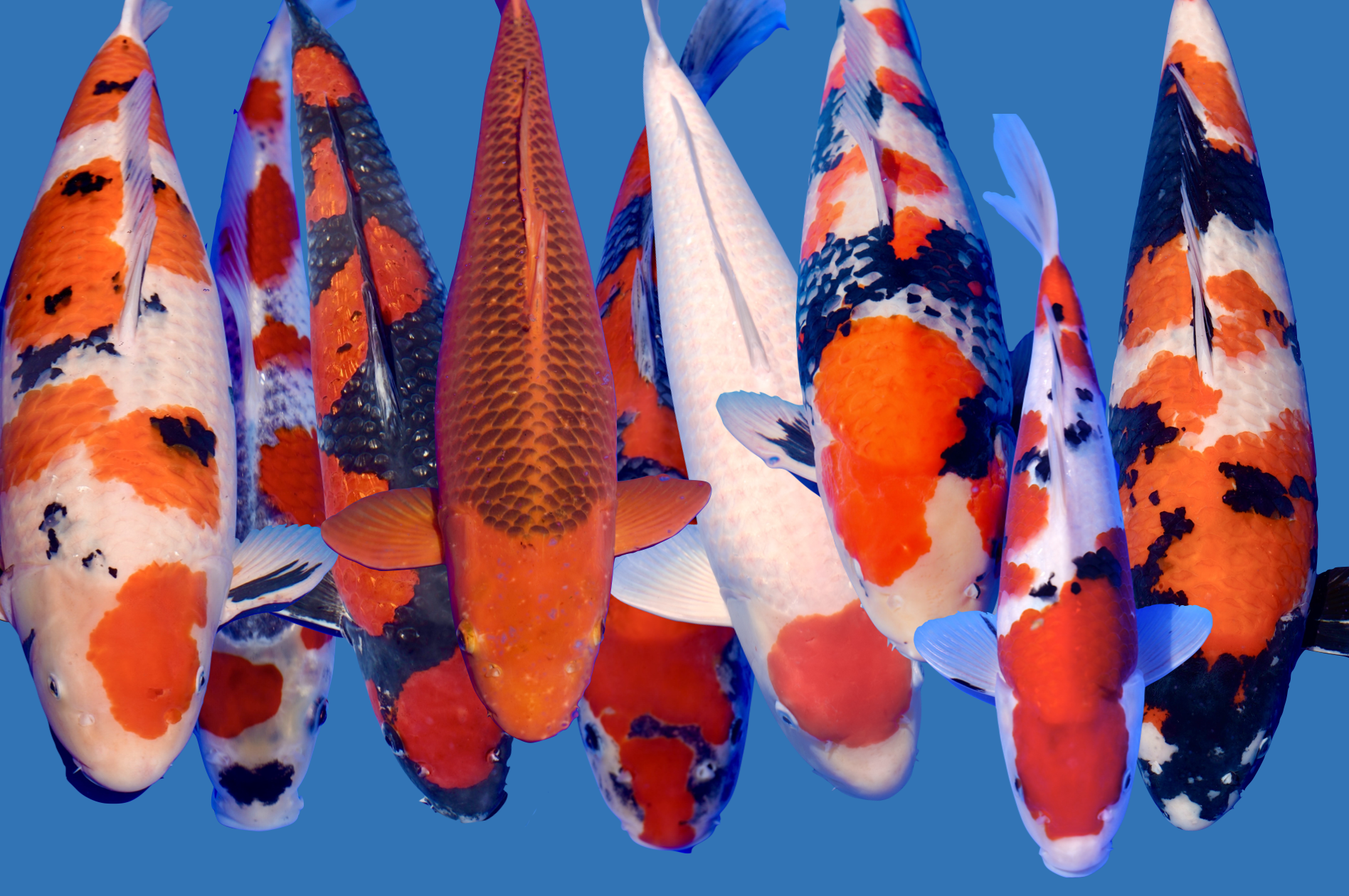 Major Awards Koi Show Noorderlicht 2024