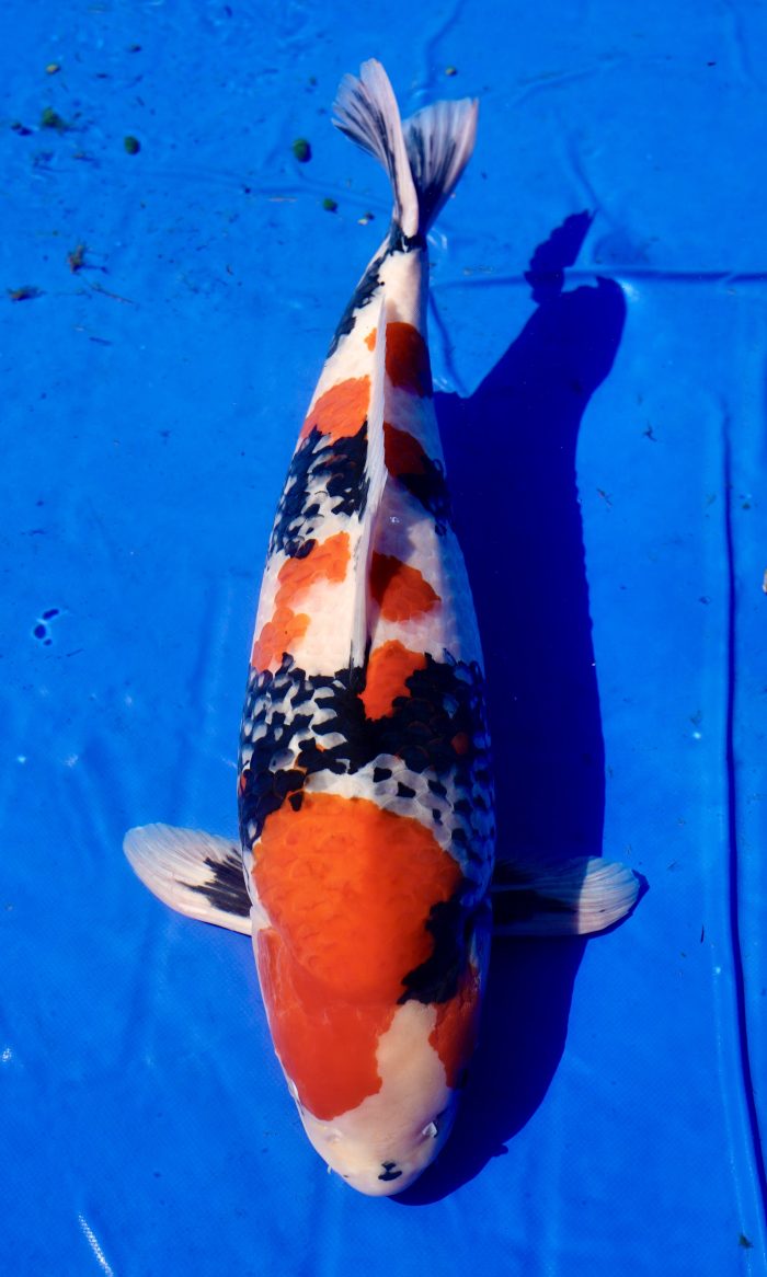 Maruyma Showa - Supreme Champion koi Show Noorderlicht Bakkeveen van Ruben Heeringa