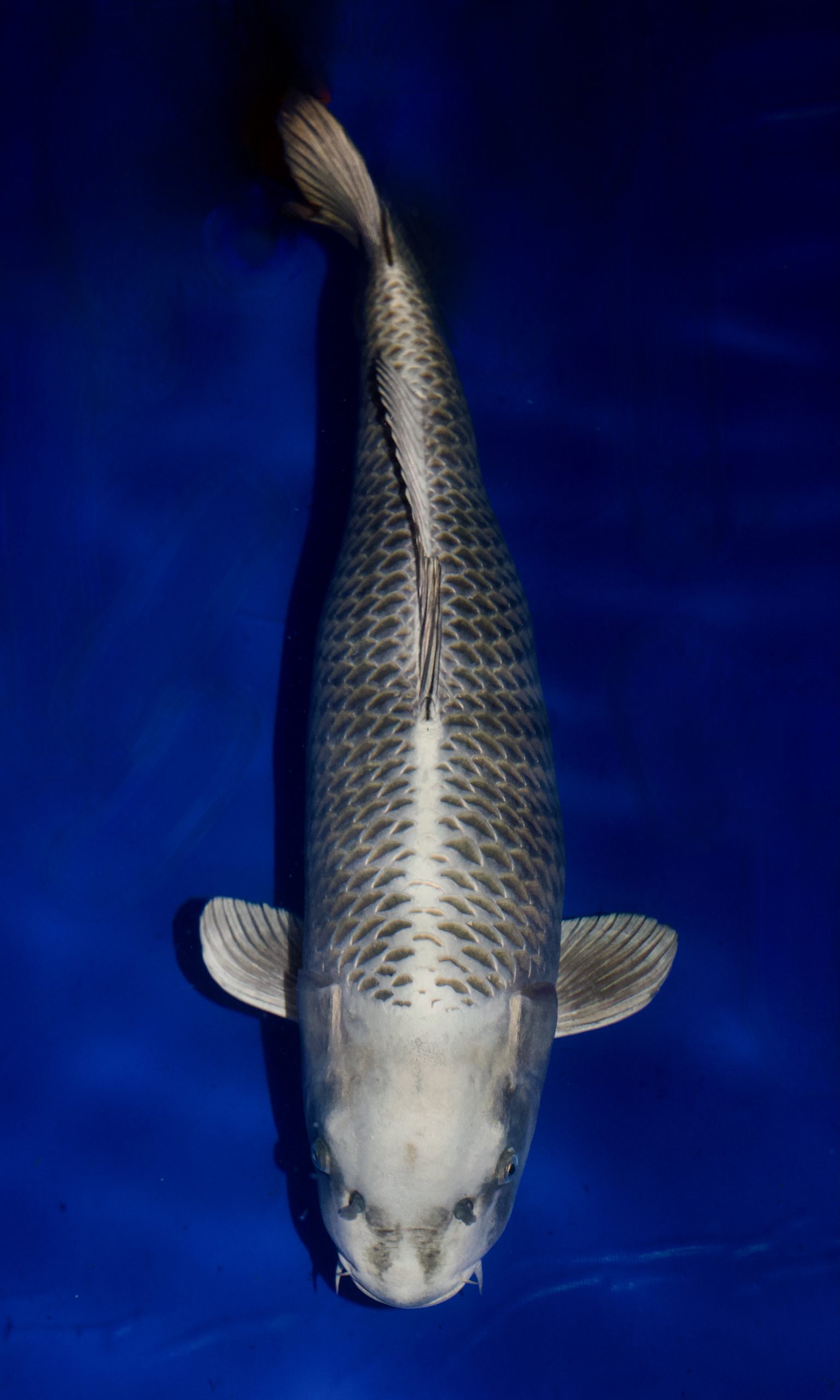 Best in variety Hikarimuji Italian koi Show 2024 im Besitz von Manuel Balzani