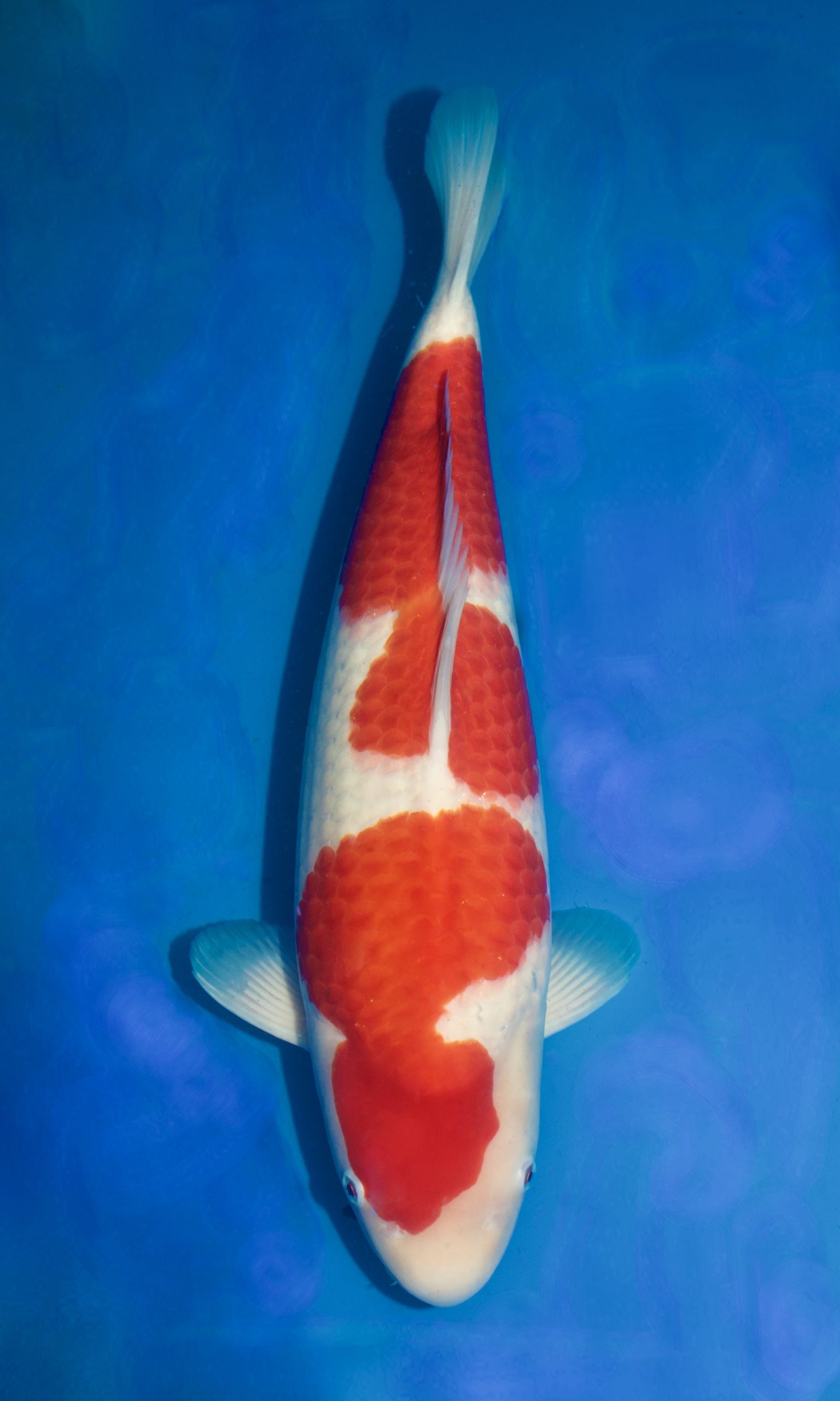 Giovane campione - Kohaku di Lee Manning All England Koi Show 2024