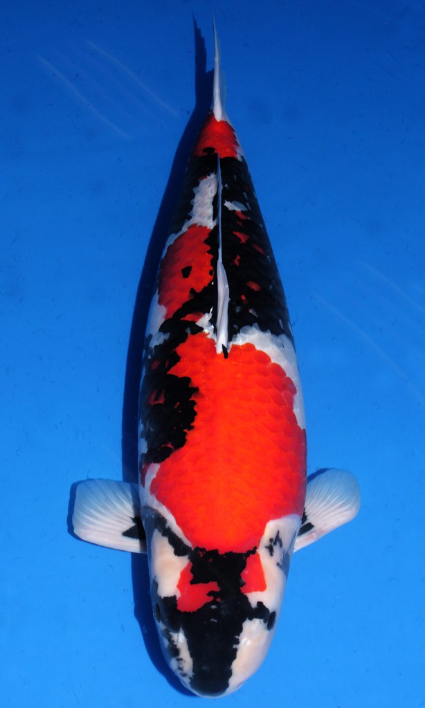 Sebagai perbandingan: Lion Queen - GC pertama atas nama Momotaro - memiliki tinggi 65 cm sebagai Nisai dan 78 cm sebagai Sansai.