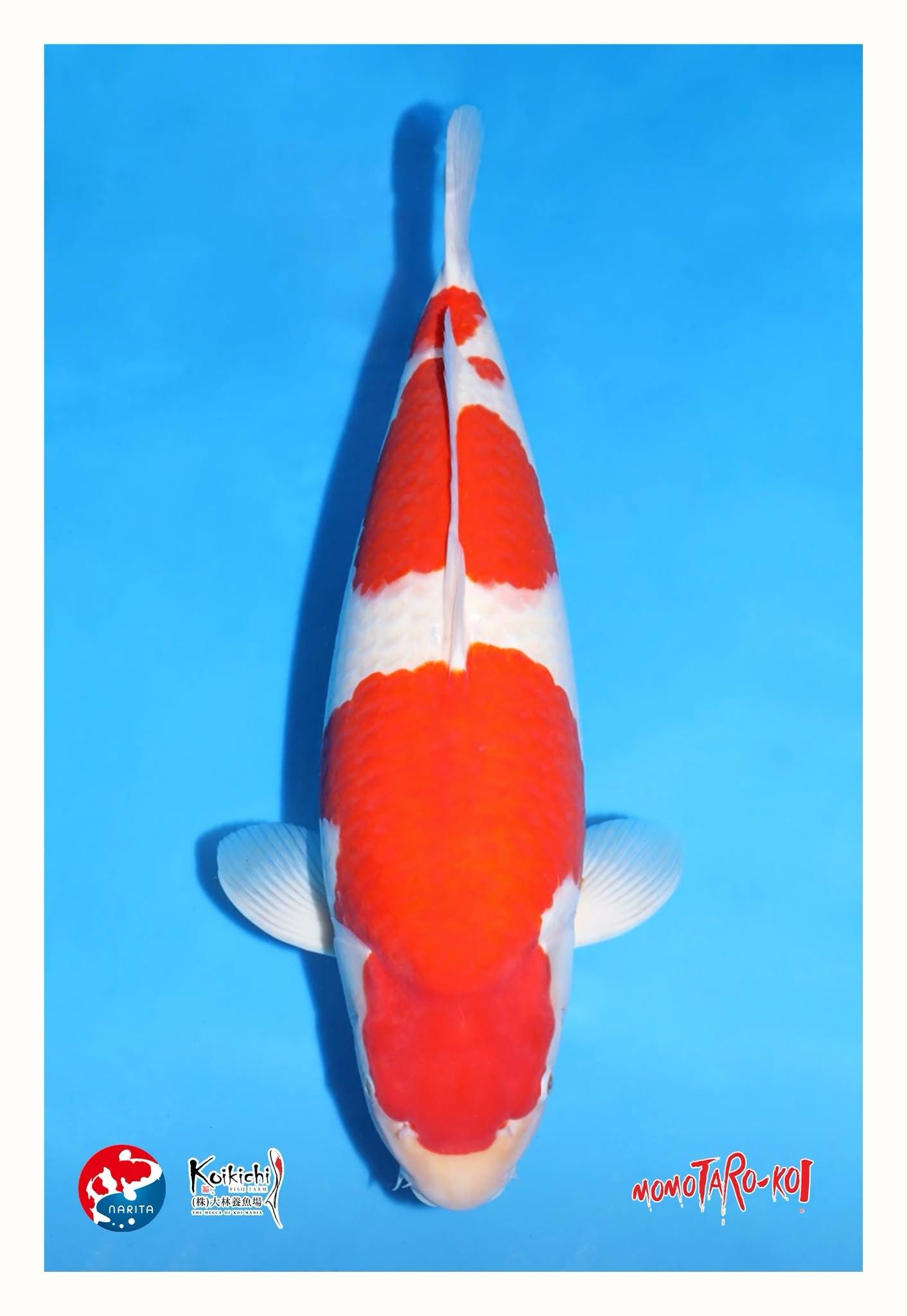 Juara Umum All Japan Young Koi Show 2025 Momotaro Kohaku. Gambar milik Jane Maneerat