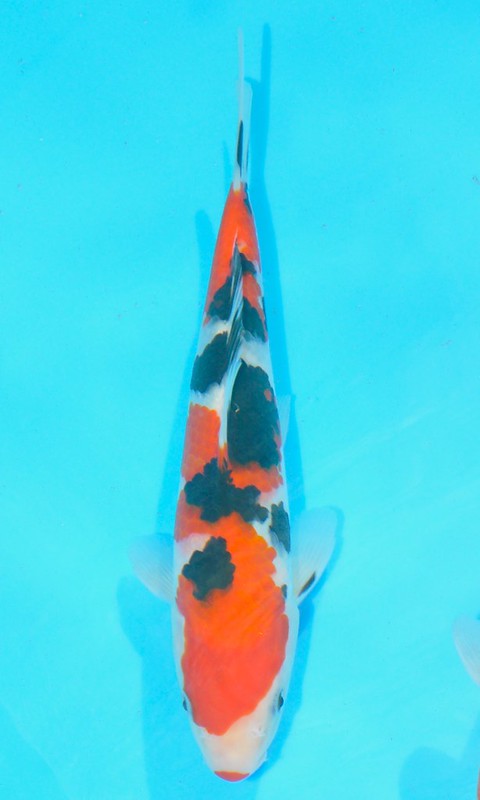 Baby Champion van Patrick Makkes op de Holland Koi Show 2012; wat een prachtige reis heeft deze hobbyist afgelegd