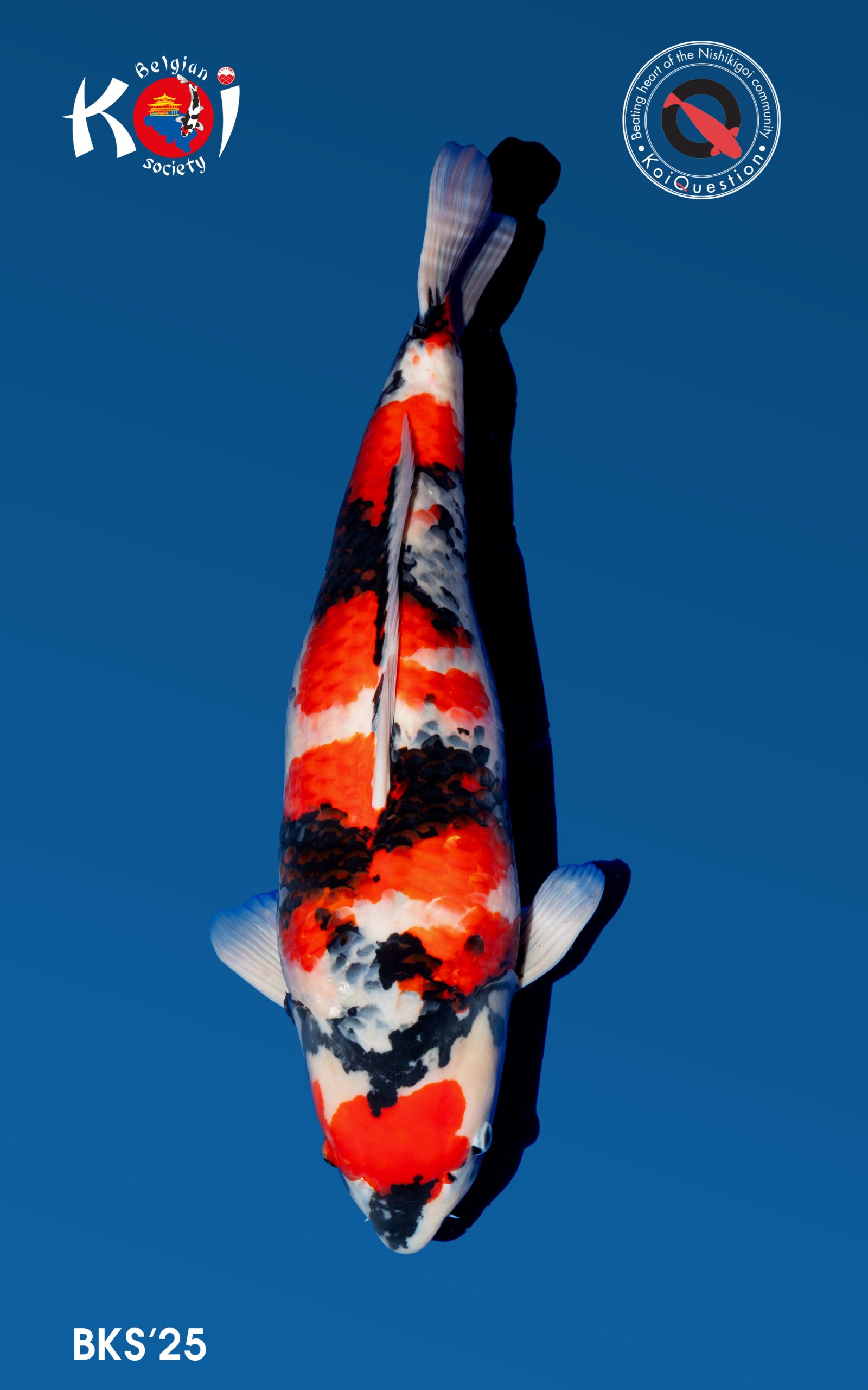 Eigenaar: Pascal Vandercammen Dealer: Filip's Koi & Vijvershop Kweker: Beppu