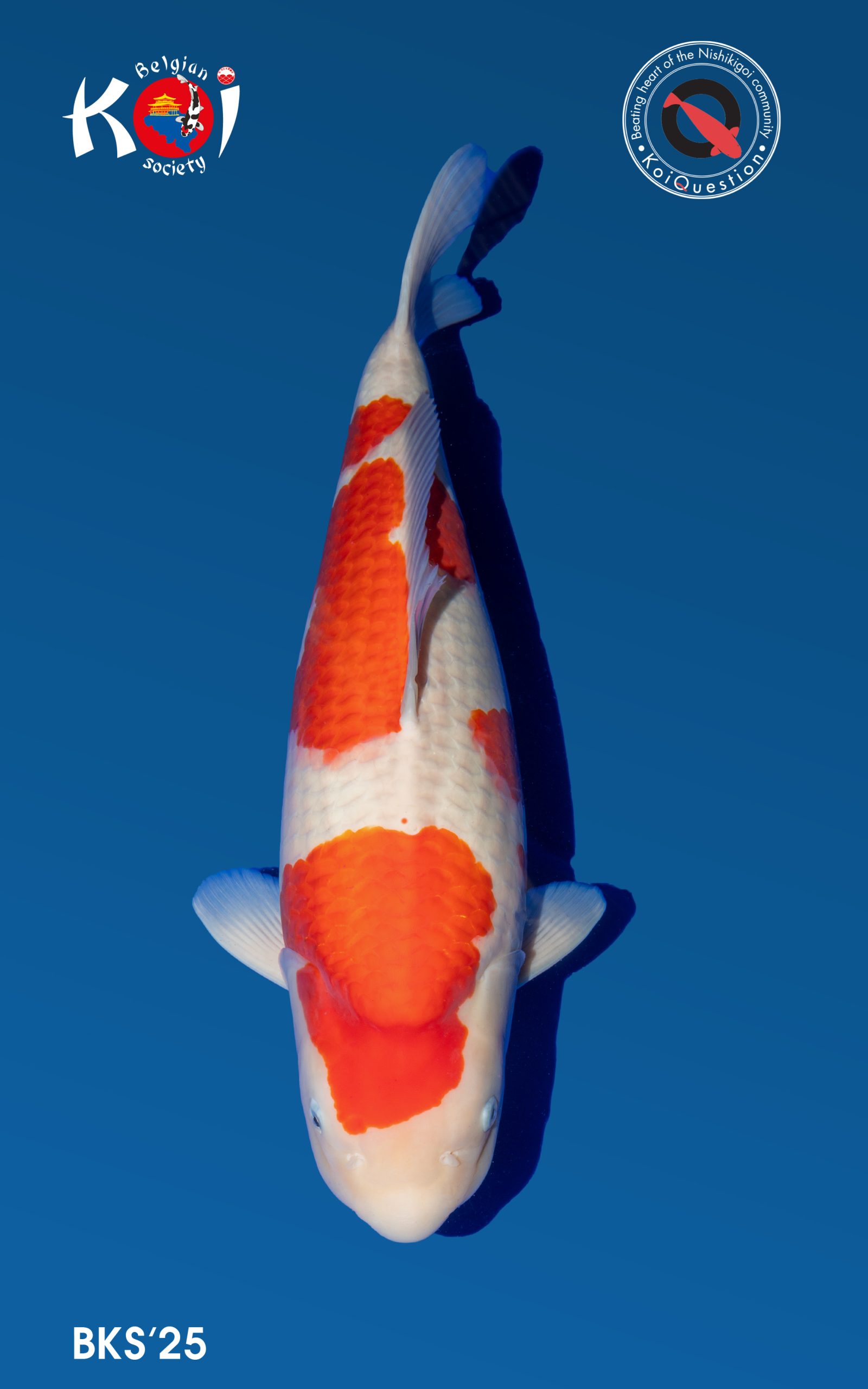 Best in Size 5 BKS25 Merelbeke