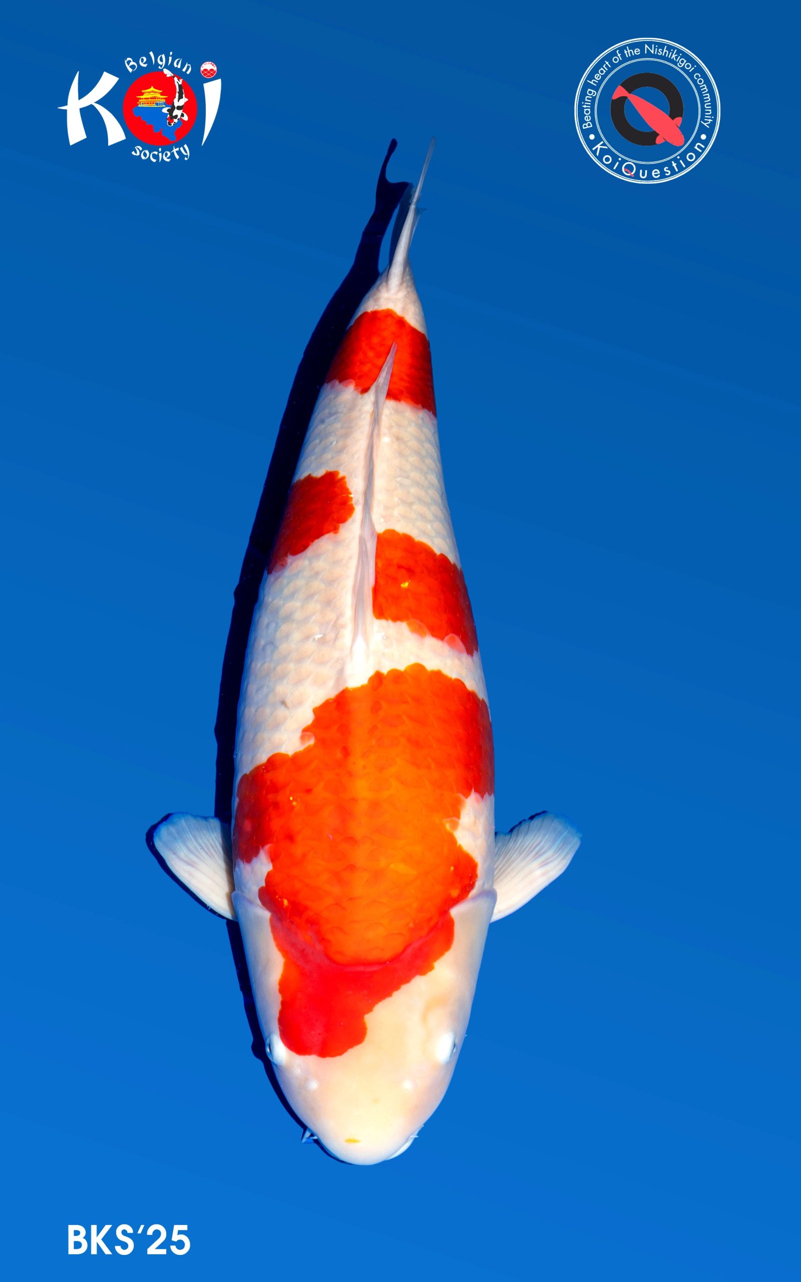 Best in Variety Kohaku - Best in Size 7 BKS25 - Mark's Koi Voer