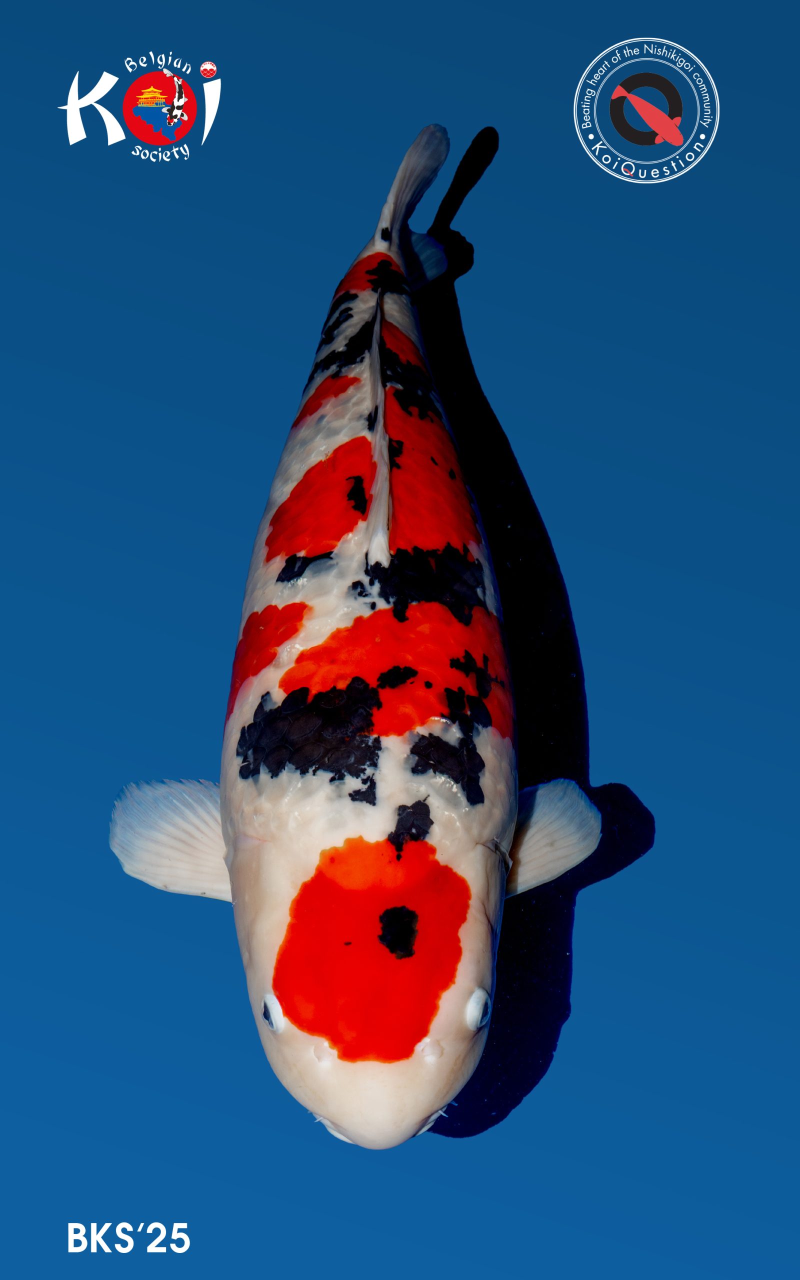 Major Awards Belgian Koi Show 2025. Eigenaar: Wim De Witte Kweker: Sakai Fish Farm