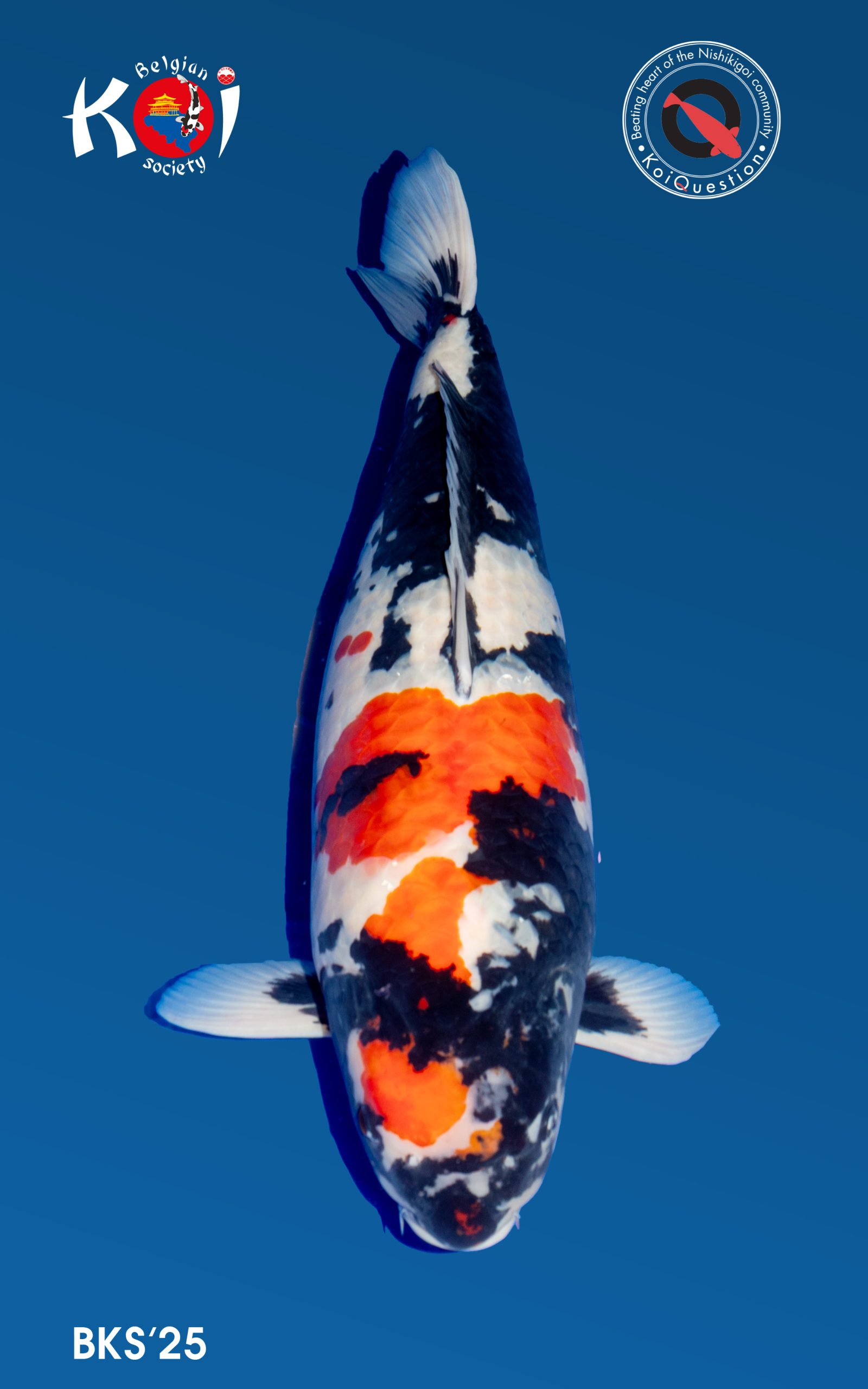 Major Awards Belgian Koi Show 2025. Eigenaar: Kim's Koi Dealer: Kim's Koi Kweker: Dainichi Toyota - Hiroshi Mano
