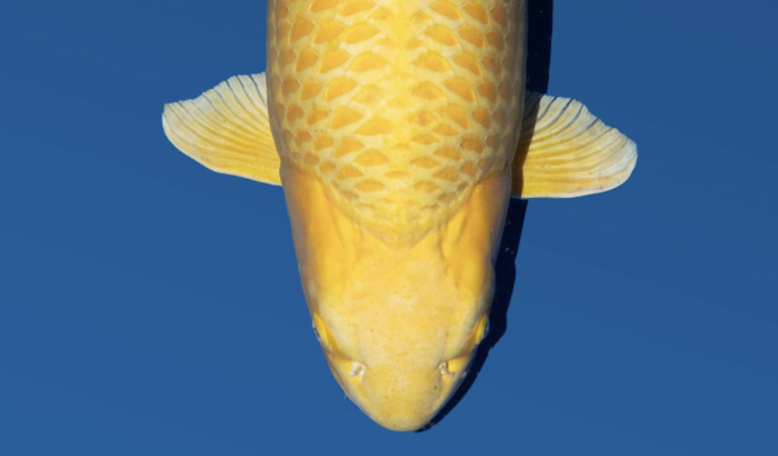 yamabuki Ogon Grand Champion B Belgian Koi Show 2025 Patrick Makkes