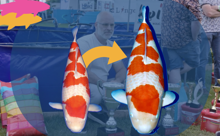 rob van der hulst speelt Grand Champion met Supreme Champion matsue Kohaku