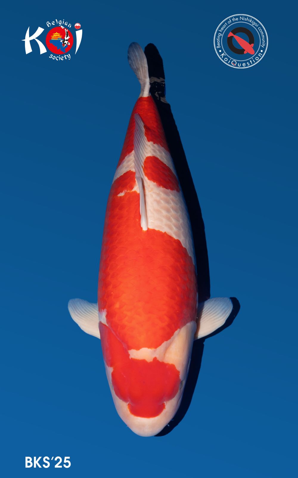 Major Awards Belgian Koi Show 2025. Eigenaar: Pascal VandercammenDealer: Filip's Koi & Vijvershop Kweker: Sakai Fish Farm