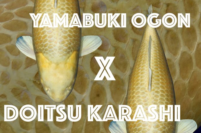 Yamabuki-Ogon-x-Doitsu-Karashi-Grand-Champion-B-European-Koi-SHow-2025-ANdre-de-Groot-Interkoi-Ameide